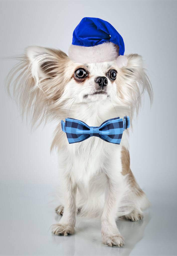 Soft &Comfy Bowtie Dog Collar and Cat Collar