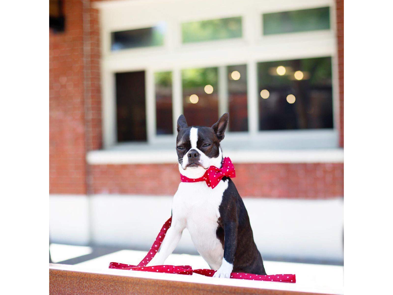 Soft &Comfy Bowtie Dog Collar and Cat Collar