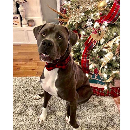 Soft &Comfy Bowtie Dog Collar and Cat Collar