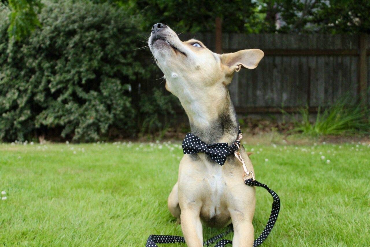 Soft &Comfy Bowtie Dog Collar and Cat Collar