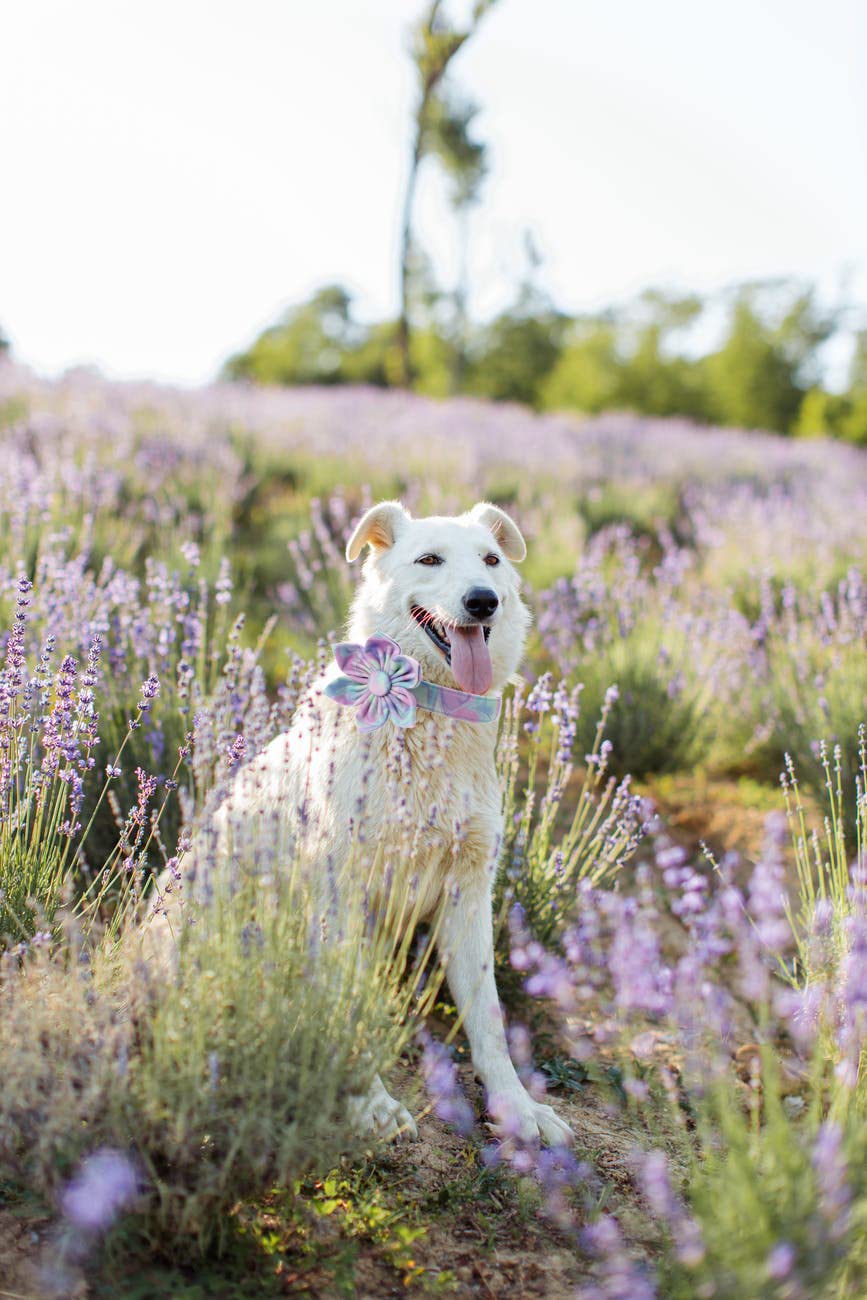 Adjustable Dog Collar Flower Pattern, Durable Pet Collar With Flower