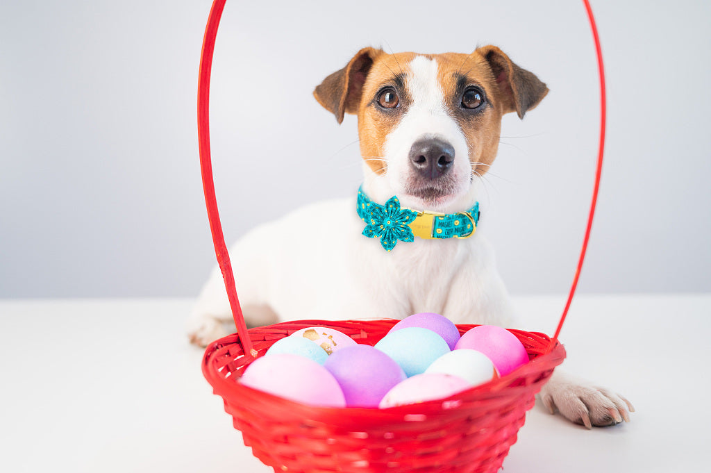 Easter Dog Collar with Flower for Female Dog