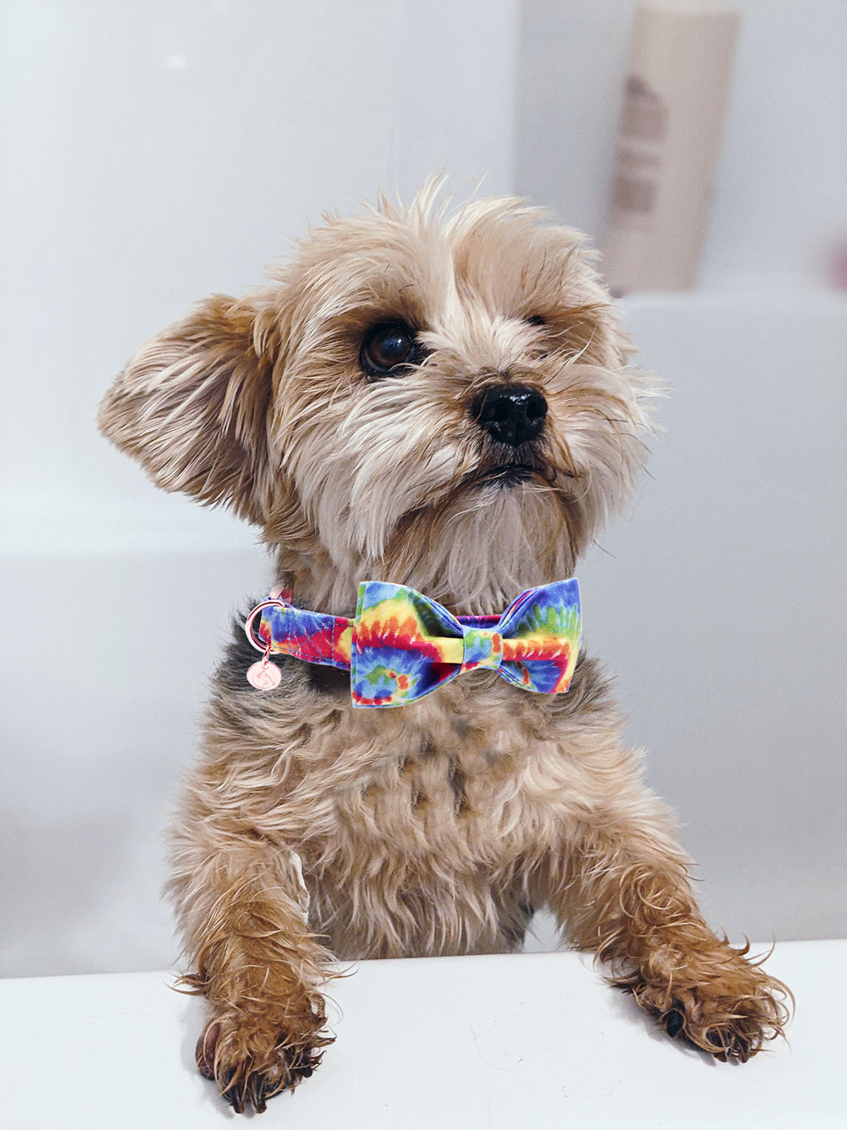 Tie-dye Bowtie Dog Collar with Metal Buckle for Girl or Boy