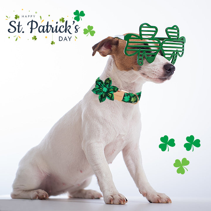 St. Patrick's Day Dog Collar with Flower for Female Dog