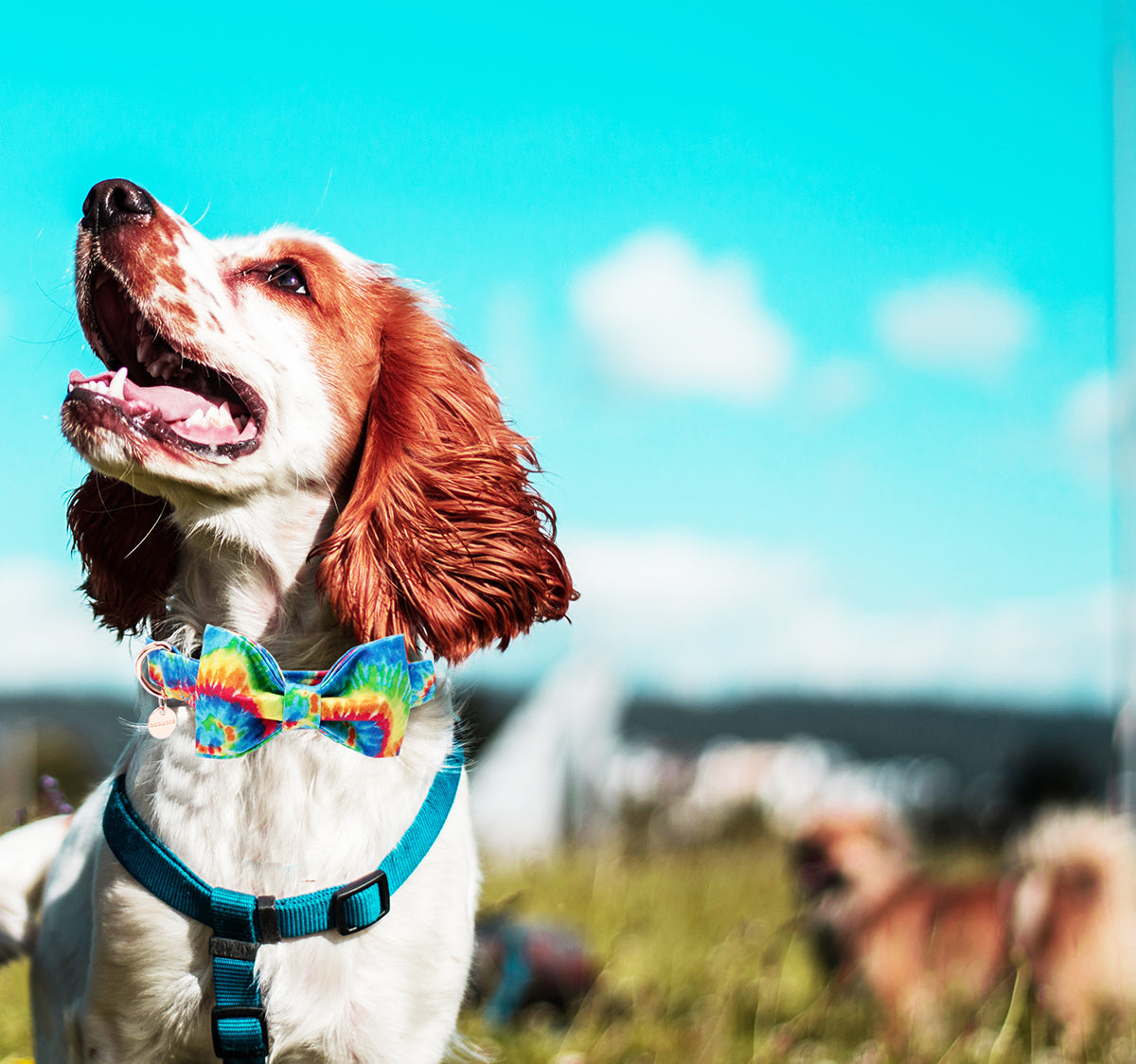 Tie-dye Bowtie Dog Collar with Metal Buckle for Girl or Boy