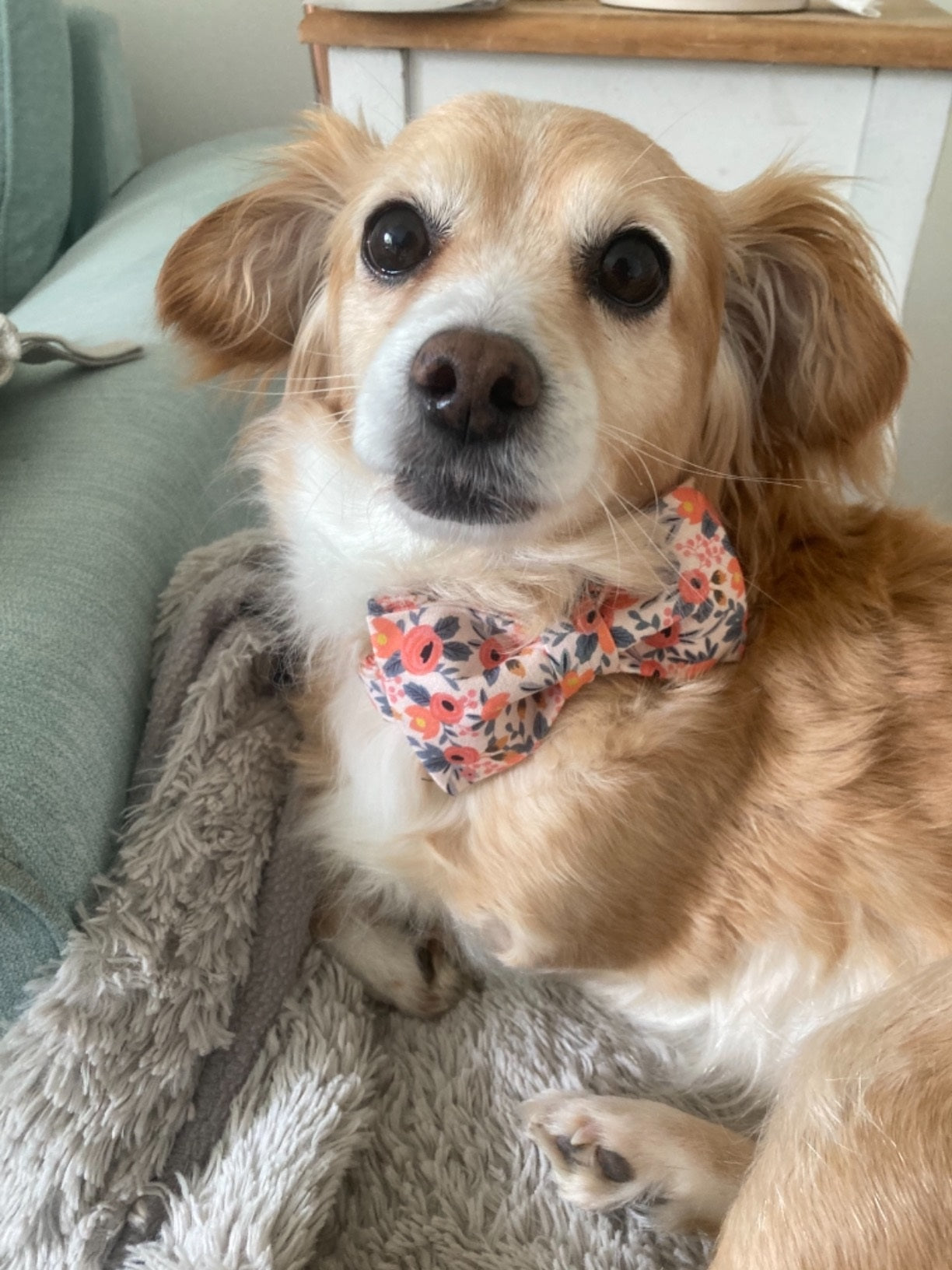 Pink Flower Dog Collar with Bowtie for Girl