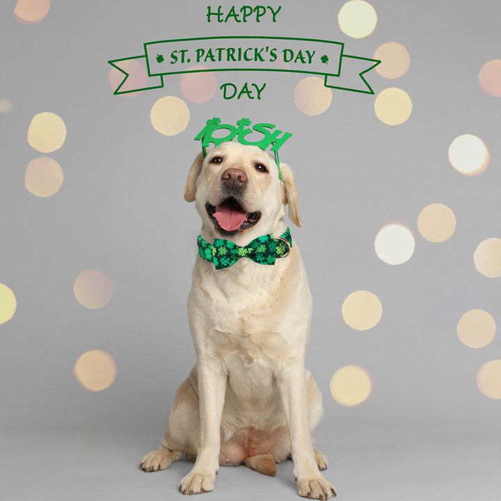 St. Patrick's Day Dog Collar with Bowtie for Girl or Boy, Green Clover