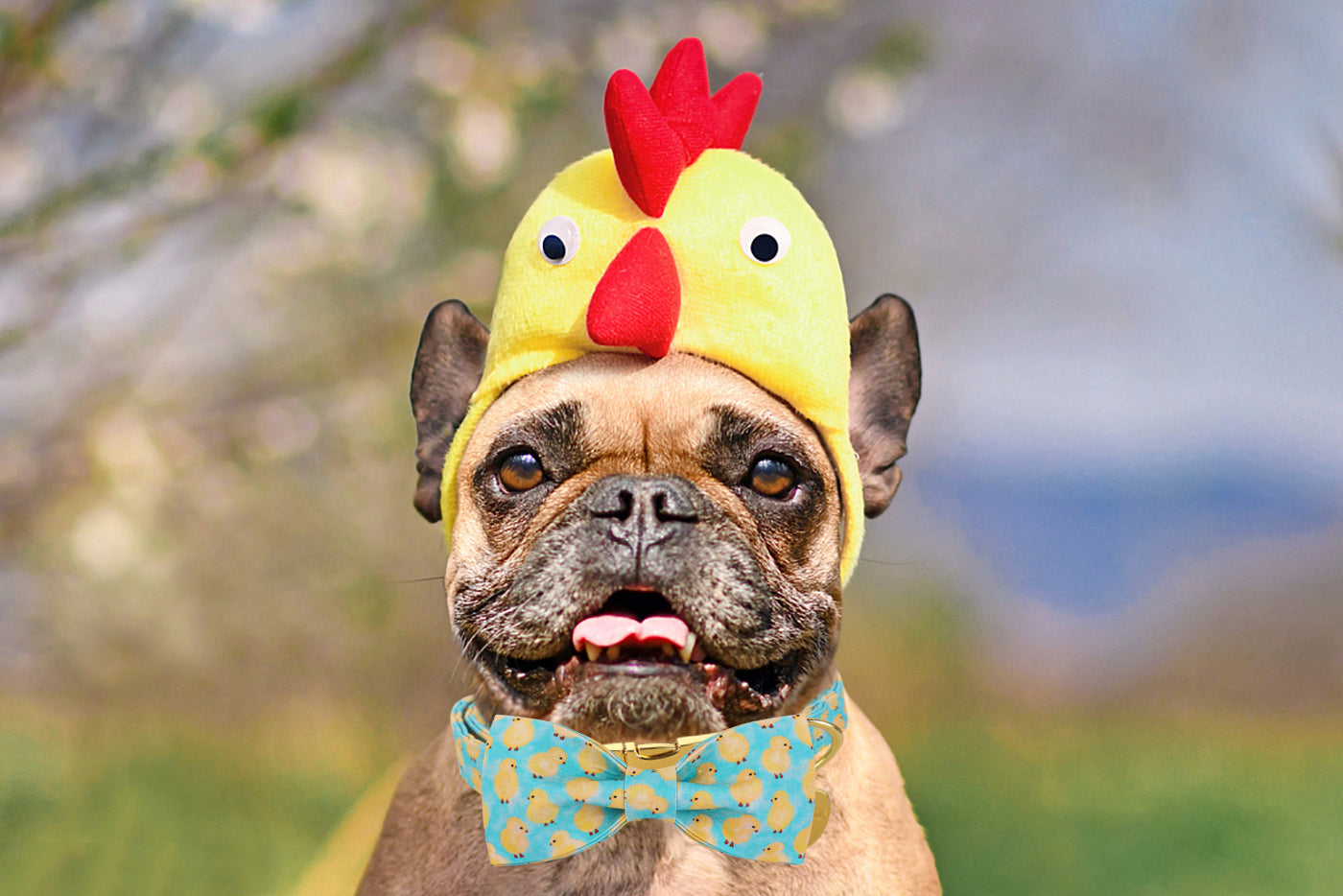 Easter Day Bowtie Dog Collar with Metal Buckle for Girl or Boy, Chicken Pattern