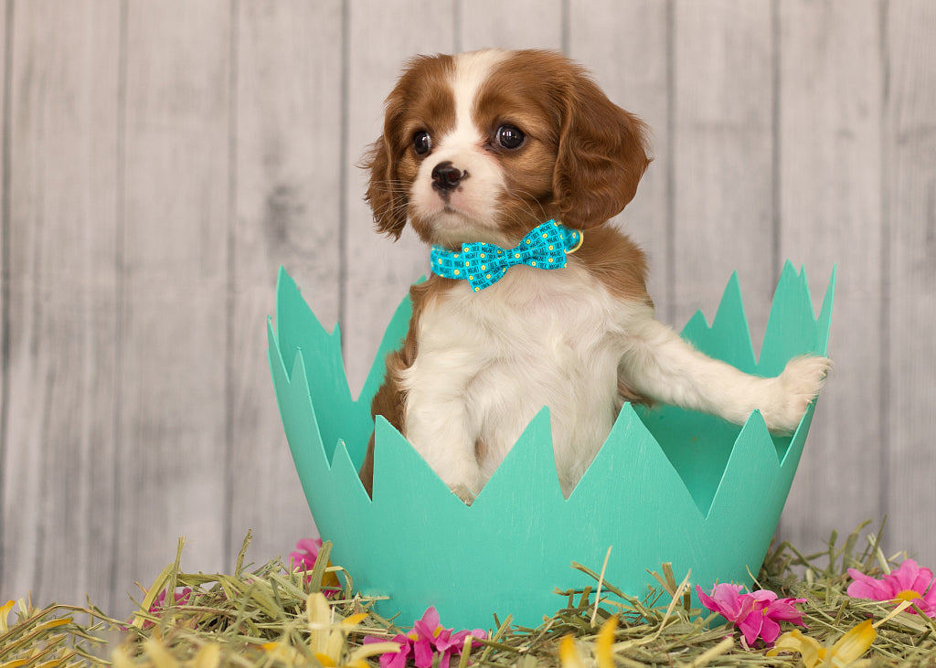 Easter Bowtie Dog Collar with Metal Buckle for Girl or Boy, Easter Chicken Pattern