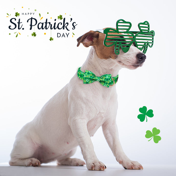 St. Patrick's Day Dog Collar with Bowtie for Girl or Boy, Green Clover