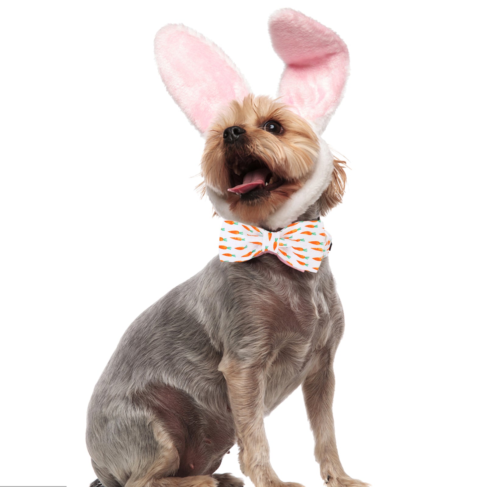 Easter Cotton Bowtie Dog Collar with Metal Buckle for Girl or Boy, Carrot Pattern