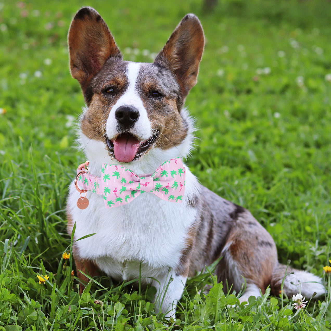 Summer Bowtie Dog Collar with Metal Buckle for Girl, Flamingo