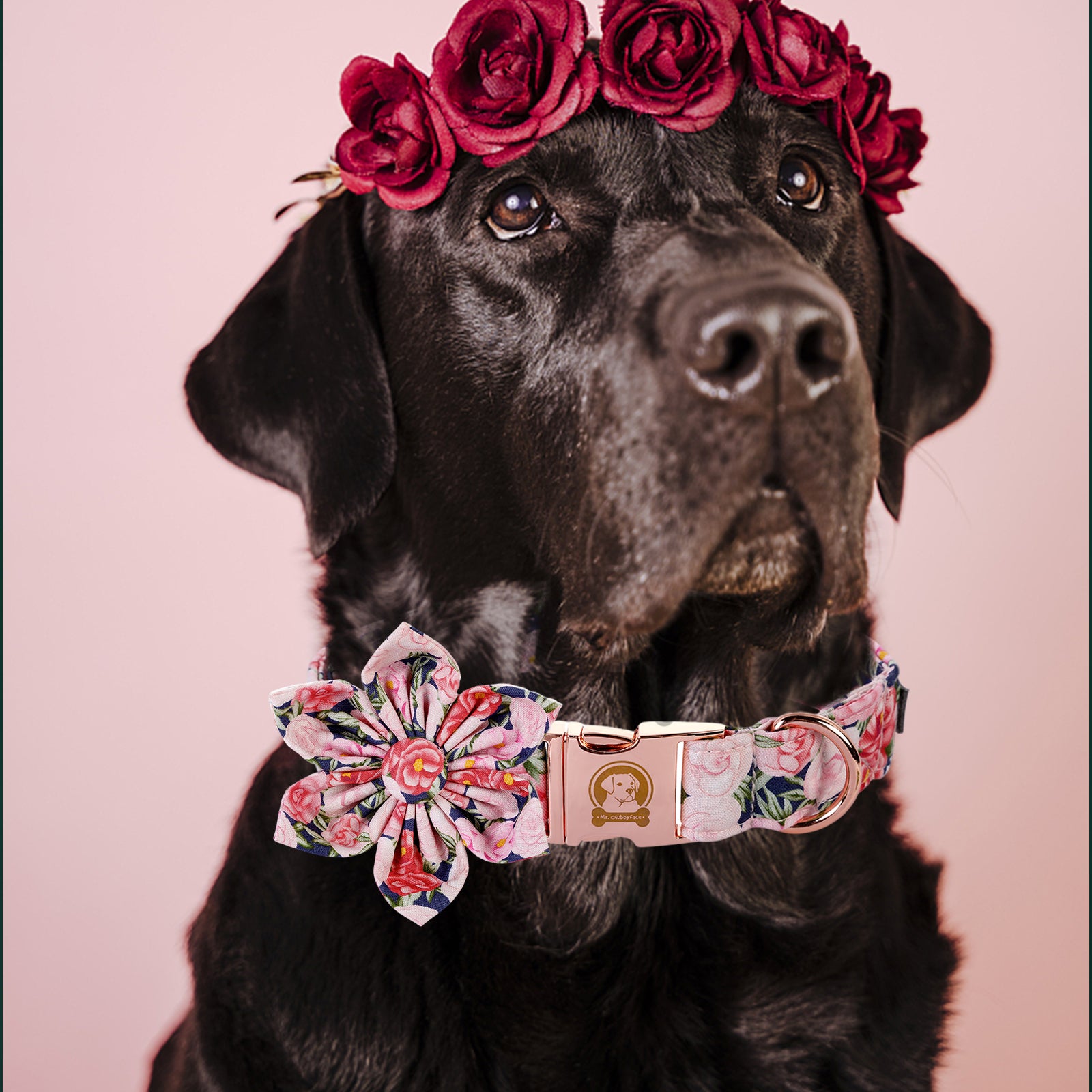 Dog Collar with Flower for Female Dog