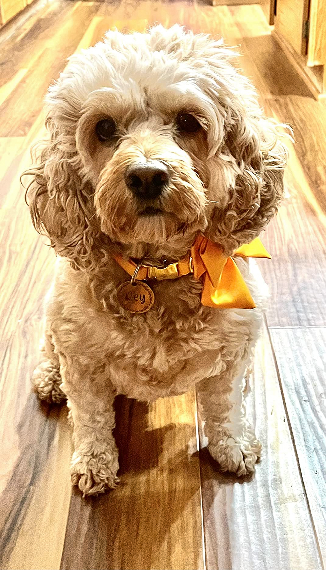 Comfortable Cotton Dog Collar with Detachable Sailor Bow for Male Female Dogs
