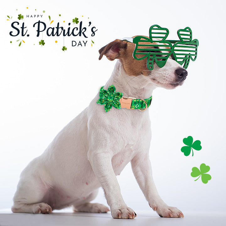 St. Patrick's Day Dog Collar with Flower for Female Dog