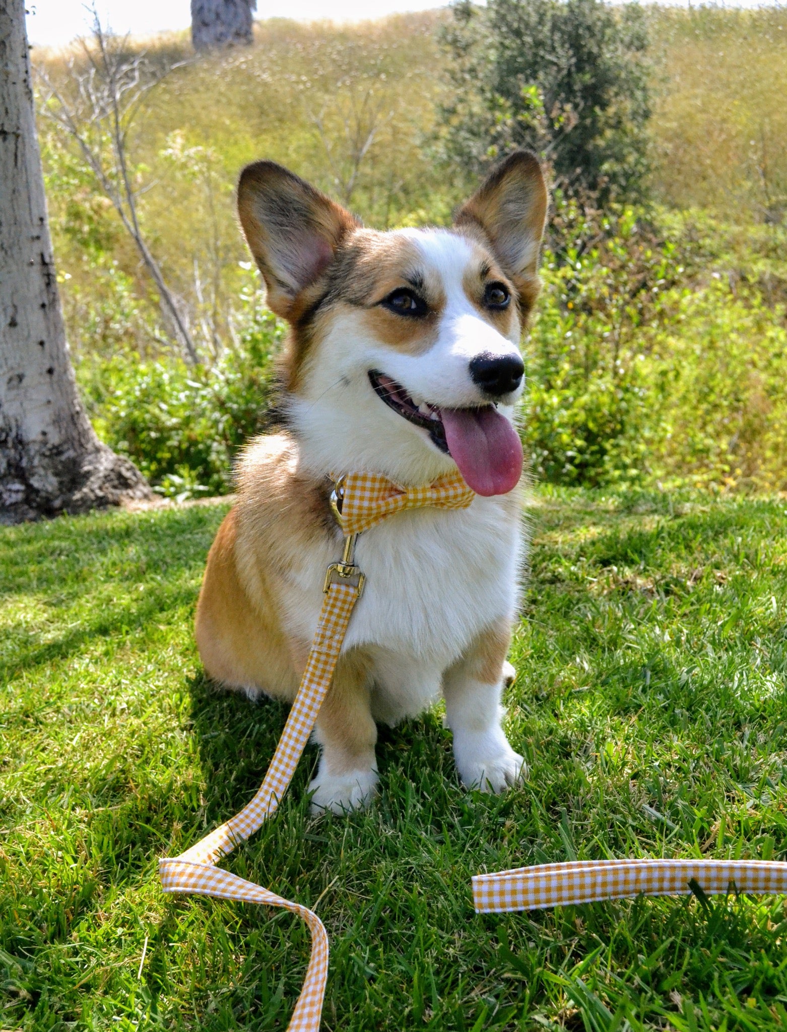 Yellow Dog Leash for Small Medium Large Dog Matching Collar