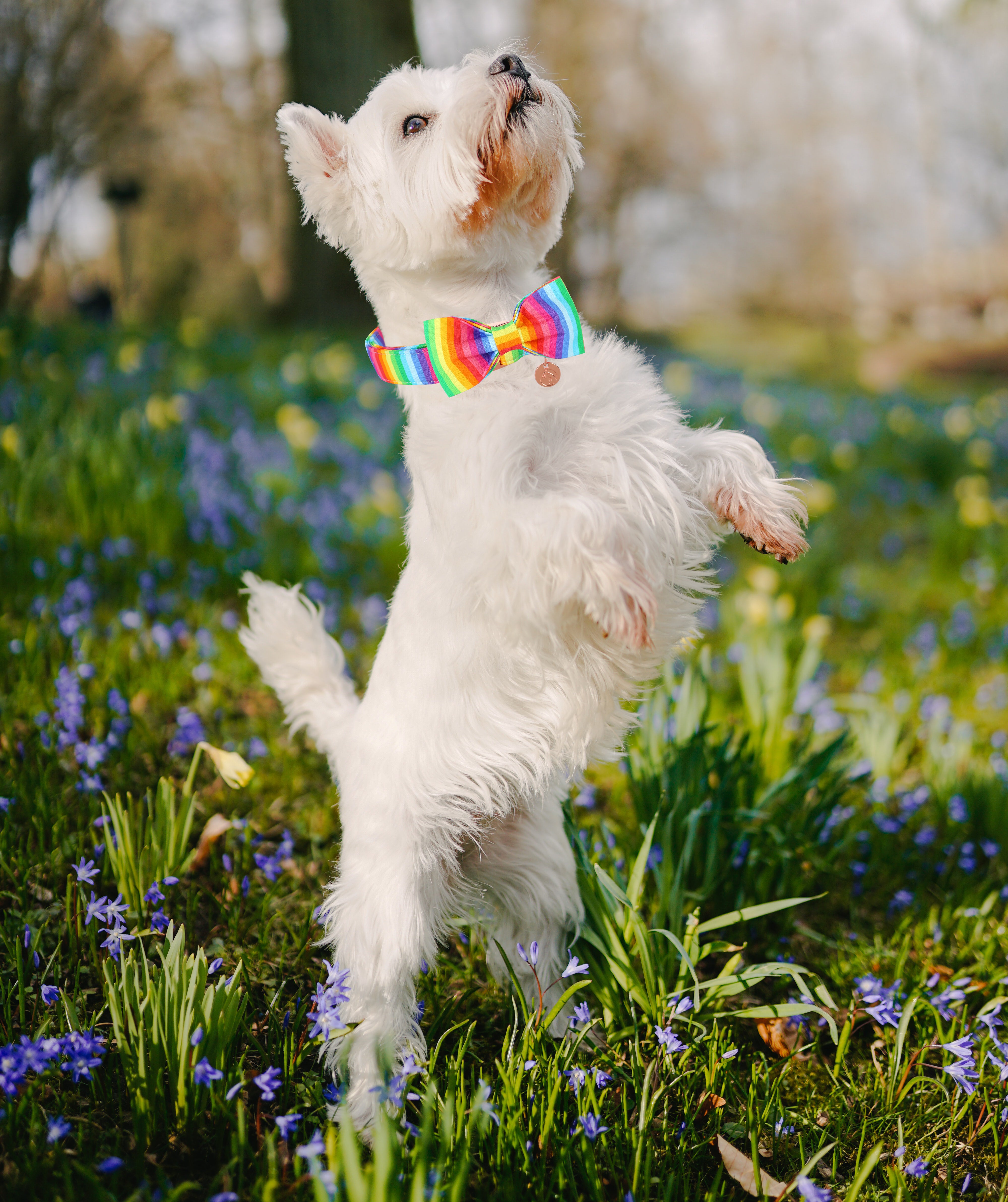 Rainbow Bowtie Dog Collar with Metal Buckle for Girl or Boy