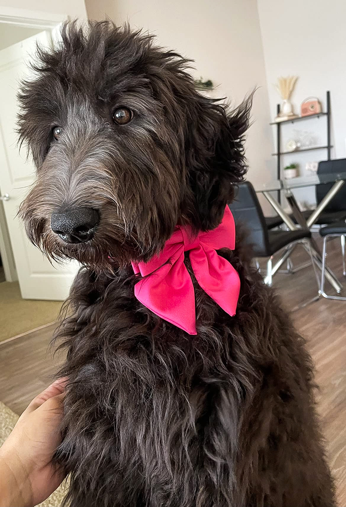 Comfortable Cotton Dog Collar with Detachable Sailor Bow for Male Female Dogs