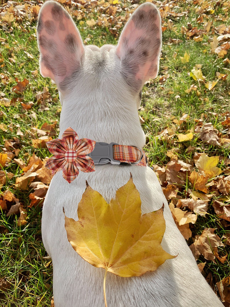 Orange Dog Collar with Flower for Female Dog