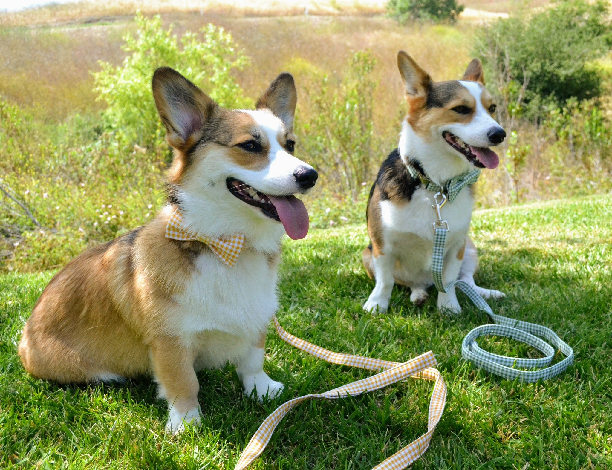 Green Dog Leash for Small Medium Large Dog Matching Collar