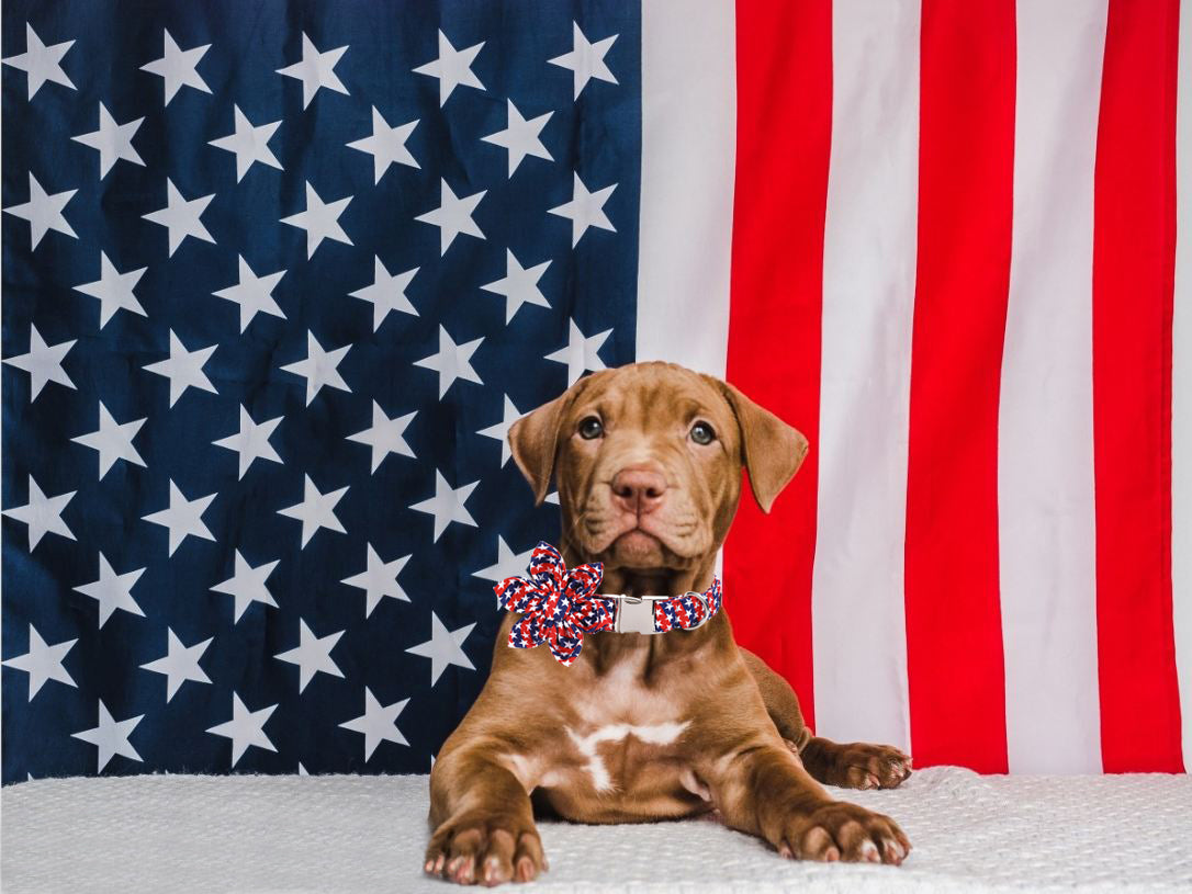 Patriotic Dog Collar with Flower for Female Dog, 4th of July