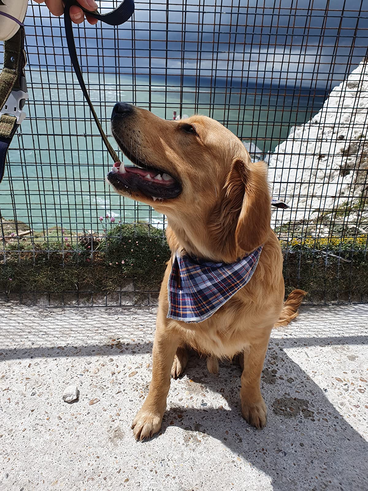Dark Blue Dog Bandana Cotton Handkerchief Scarf Triangle Bandana for Male Dog