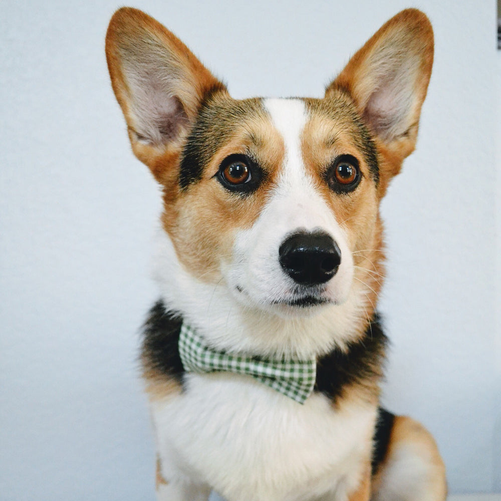 Spring Bowtie Dog Collar with Metal Buckle for Boy or Girl, Green