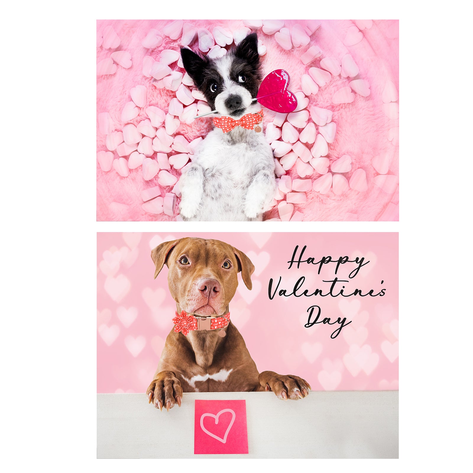 Valentine's Day Bowtie Dog Collar with Metal Buckle for Female Dog