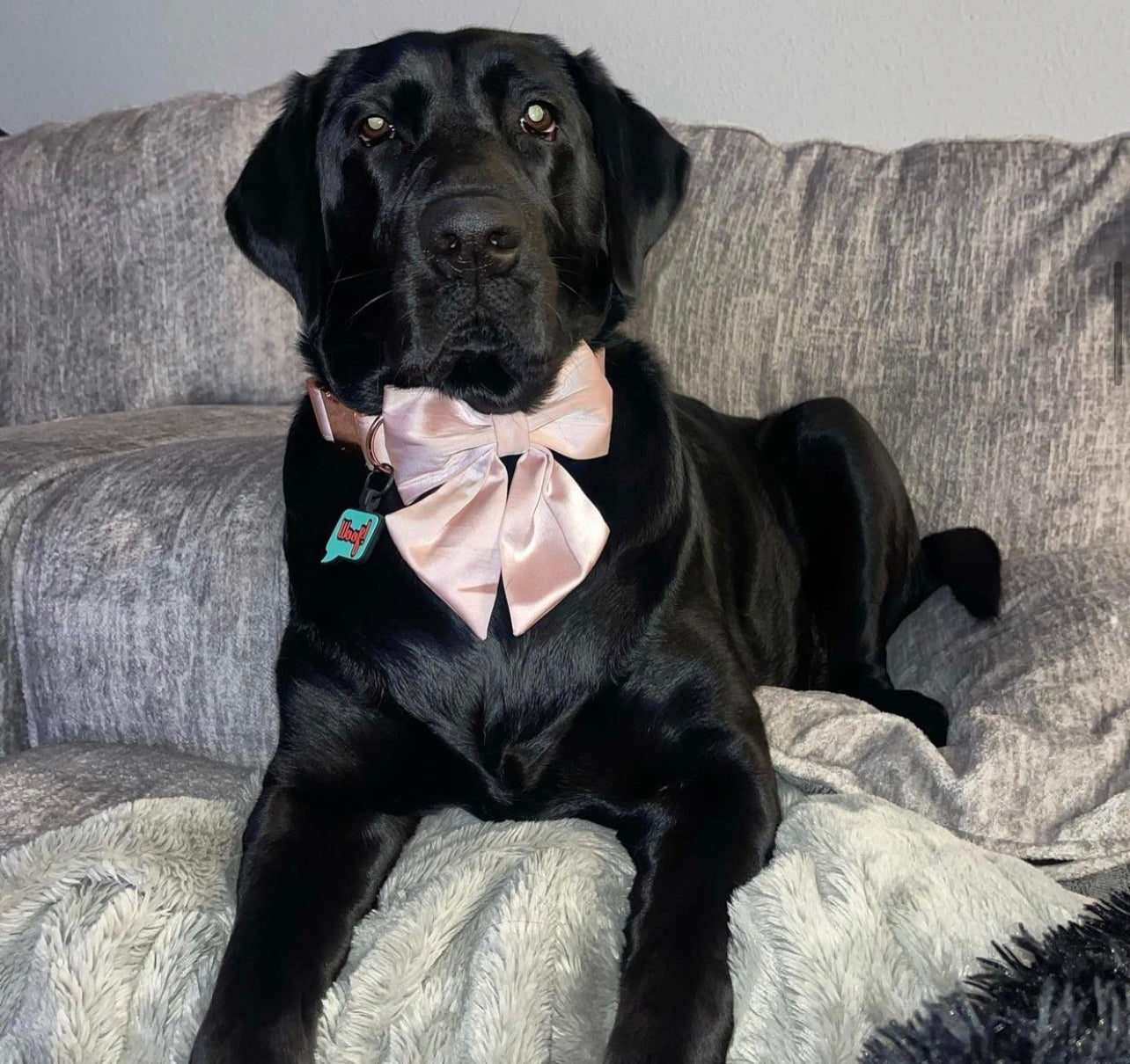 Comfortable Silk Dog Collar with Detachable Sailor Bow for Male Female Dogs