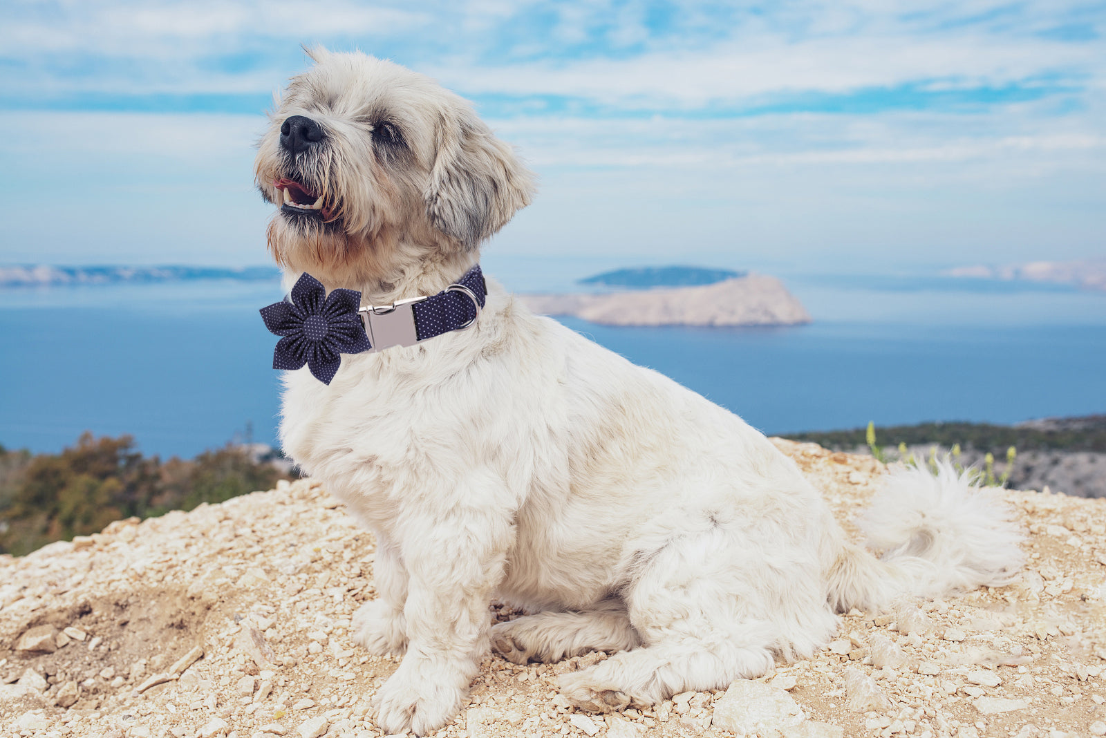 Navy Blue Dog Collar with Flower for Female Dog