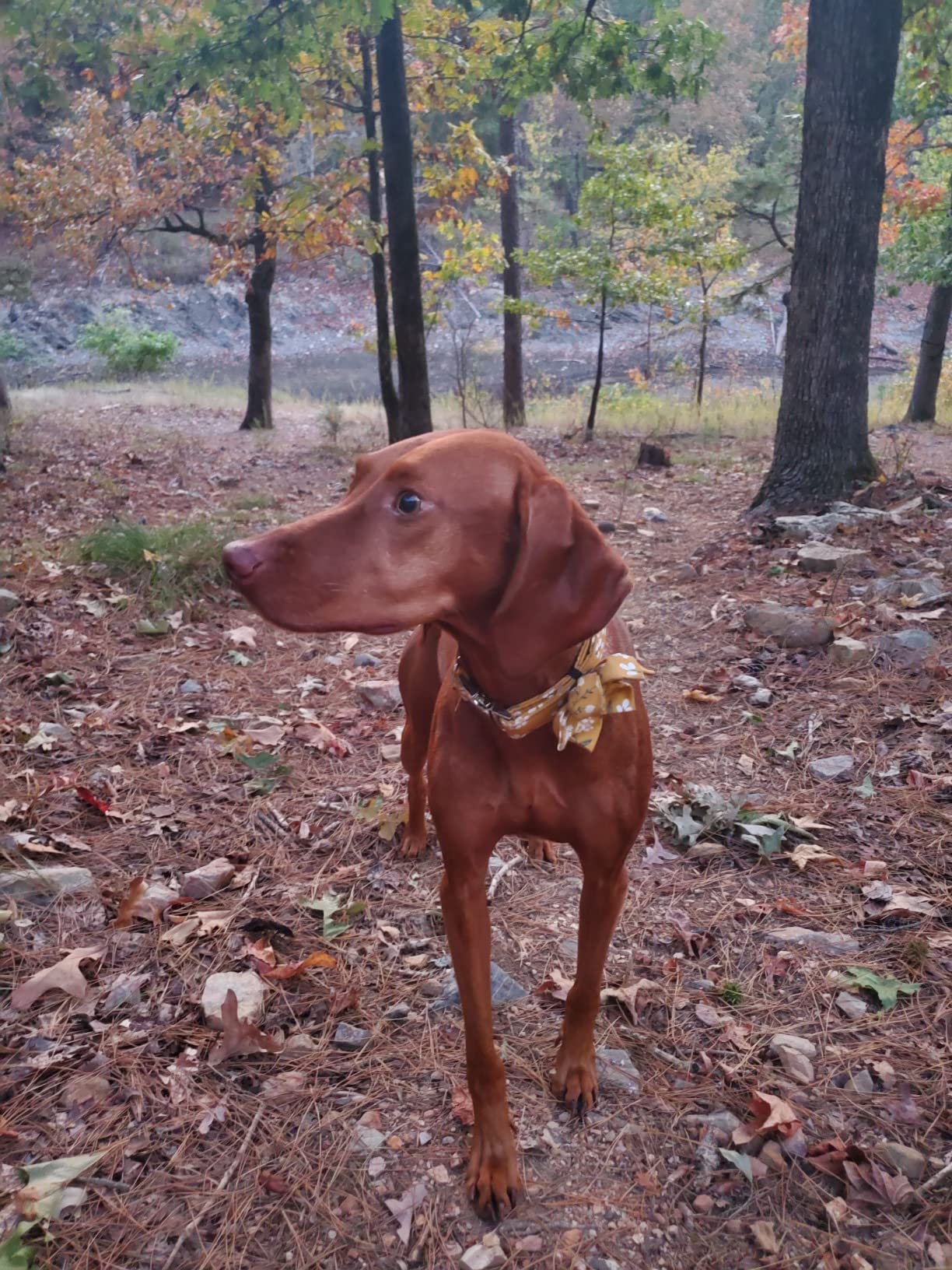 Yellow Flower Dog Collar with Flower for Female Dog