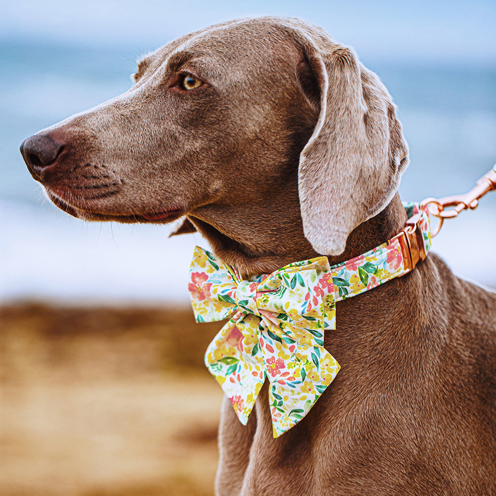Spring Yellow Dog Collar with Sailor Bow for Girl