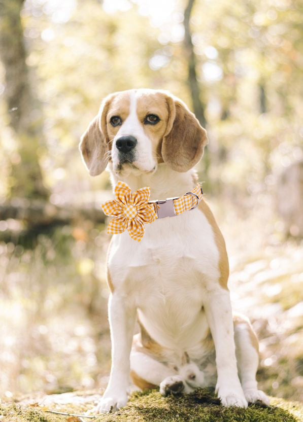 Yellow Dog Collar with Flower for Female Dog