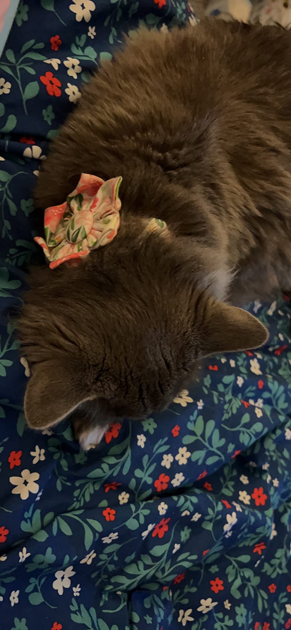 Spring Dog Collar with Flower for Female Dog Pink