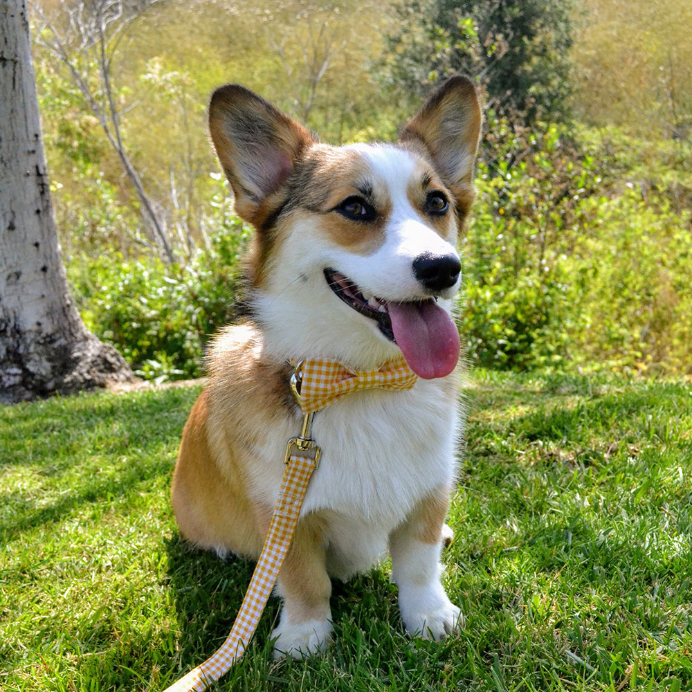 Yellow Dog Collar with Bowtie for Girl or Boy