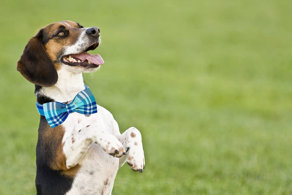 Blue Plaid Bowtie Dog Collar with Metal Buckle for Girl or Boy
