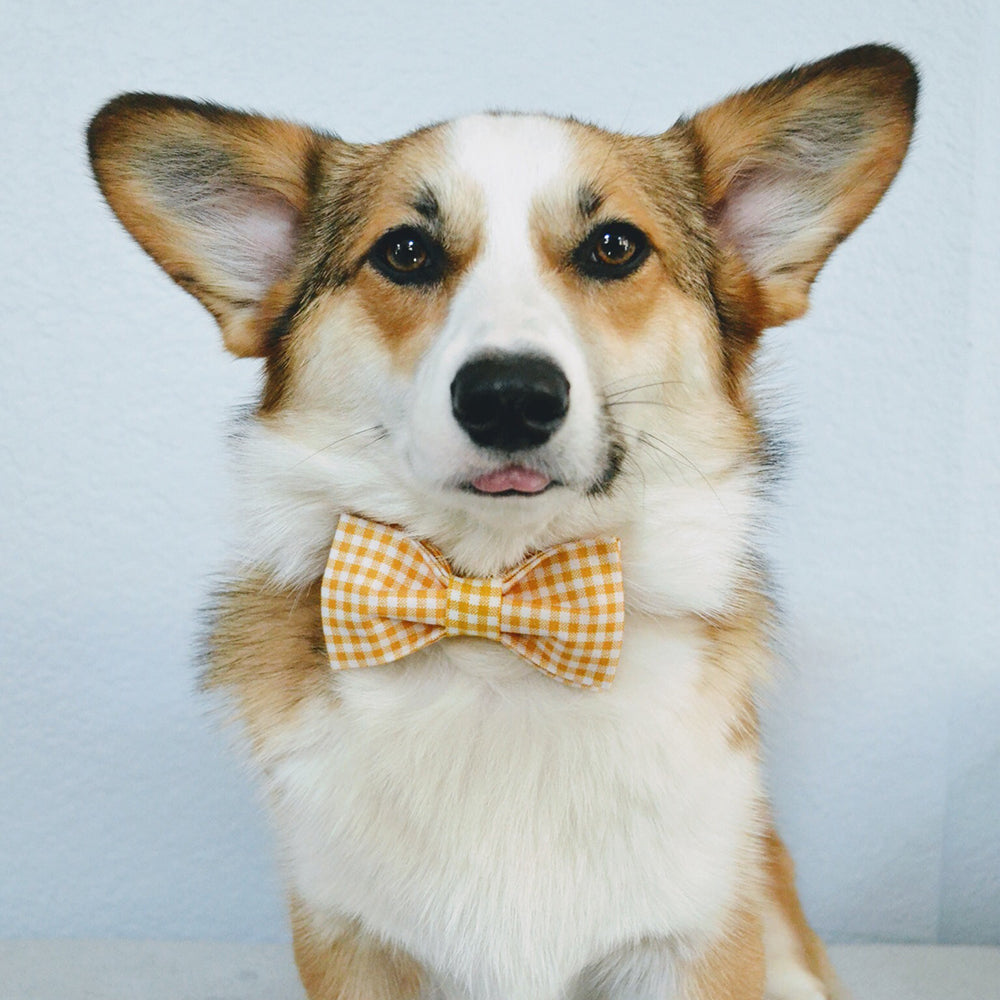 Yellow Dog Collar with Bowtie for Girl or Boy