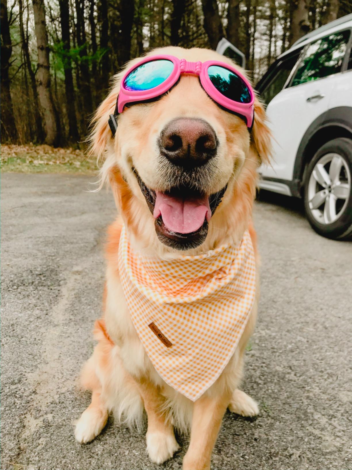 Yellow Dog Bandana for Small Medium Large Male Female Dogs Gift