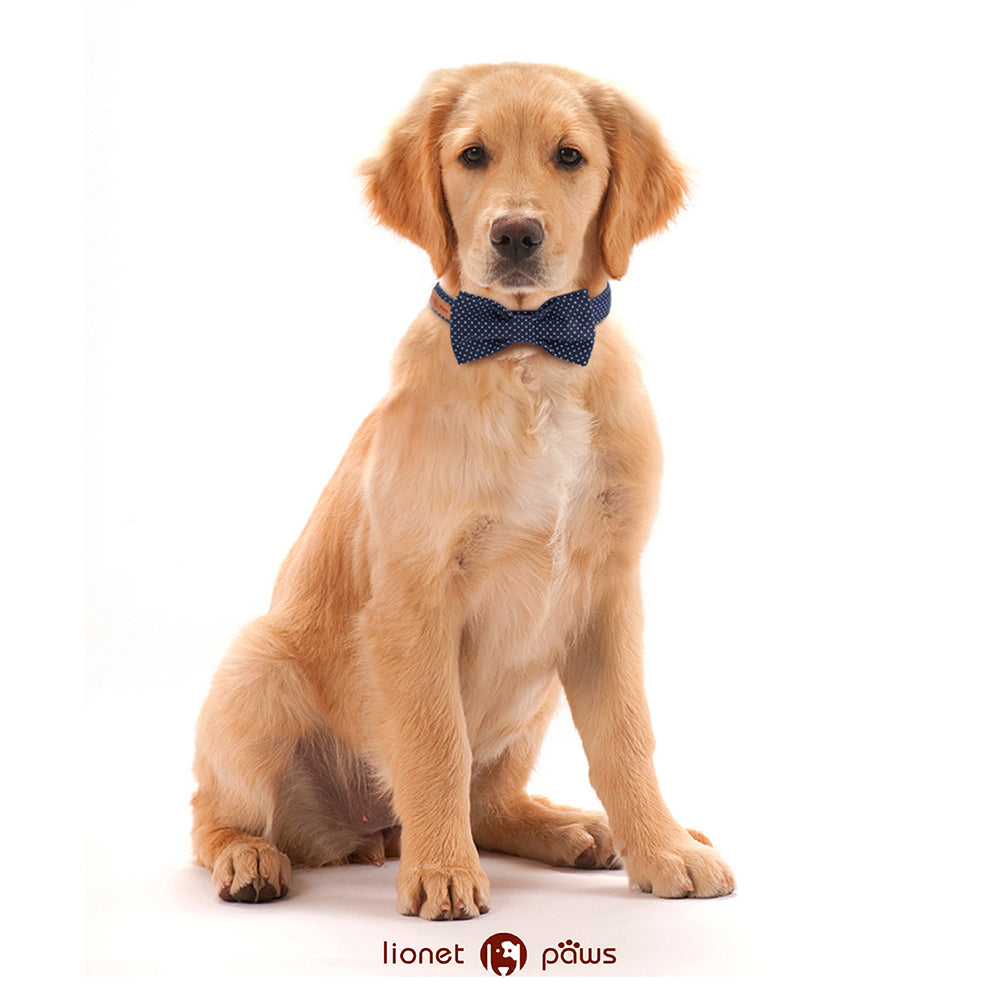 Bowtie Dog Collar with Metal Buckle for Girl or Boy, Navy Blue