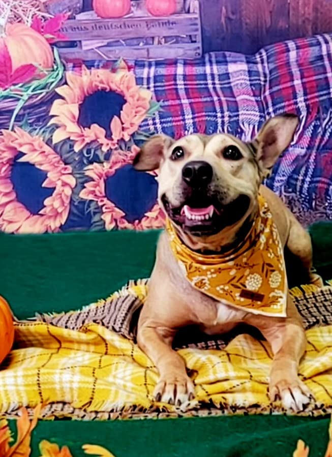Yellow Flower Dog Bandana Cotton Handkerchief Scarf Triangle Bandana for Female Dog