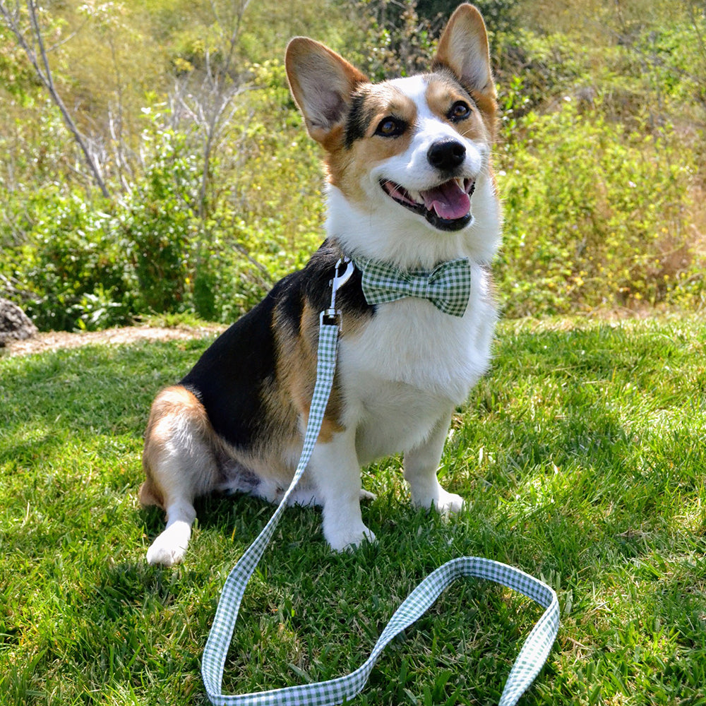 Spring Bowtie Dog Collar with Metal Buckle for Boy or Girl, Green