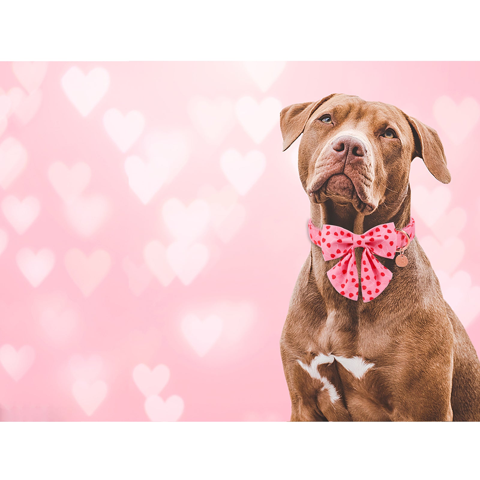 Valentine's Day Dog Collar with Sailor Bow for Girl