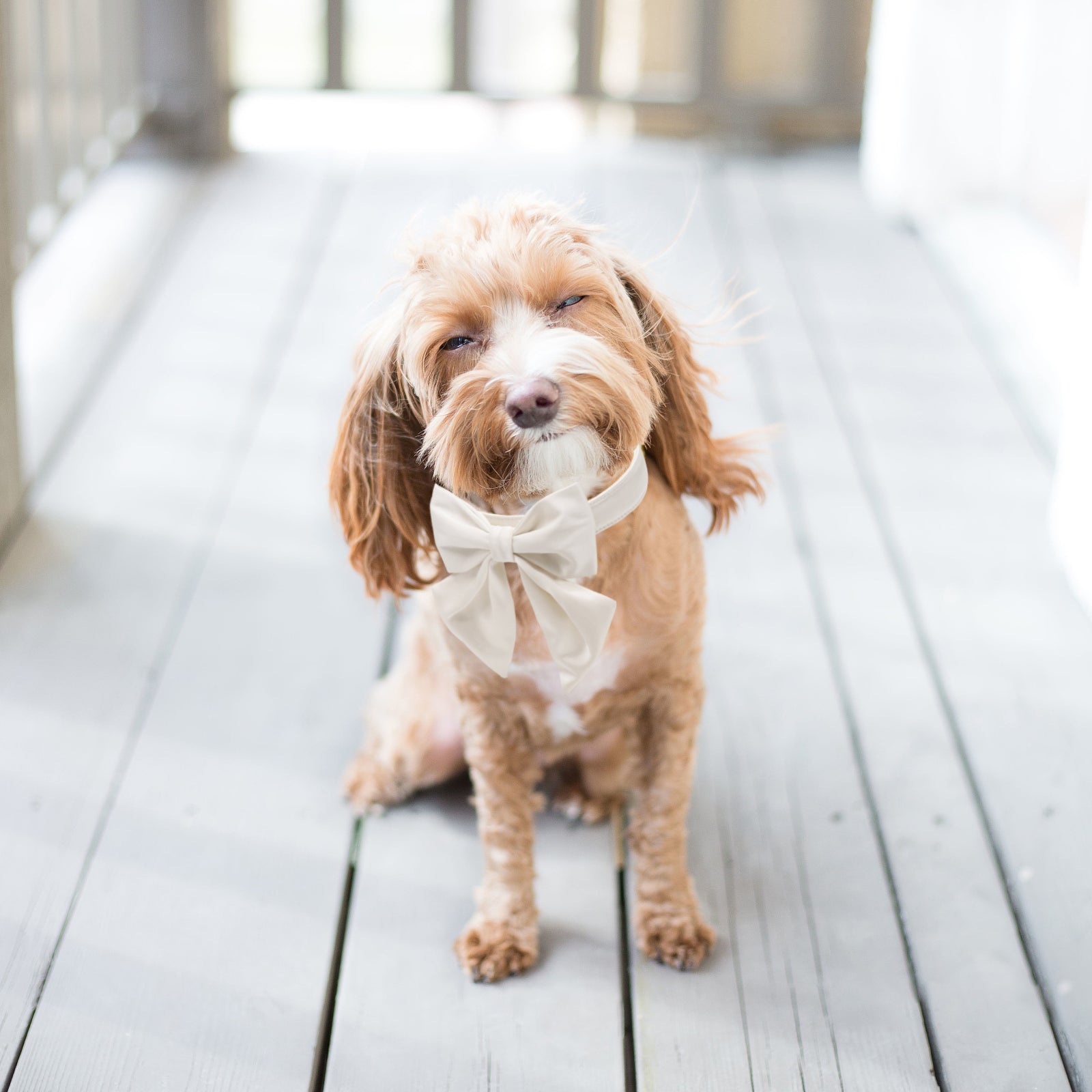 Comfortable Silk Dog Collar with Detachable Sailor Bow for Male Female Dogs