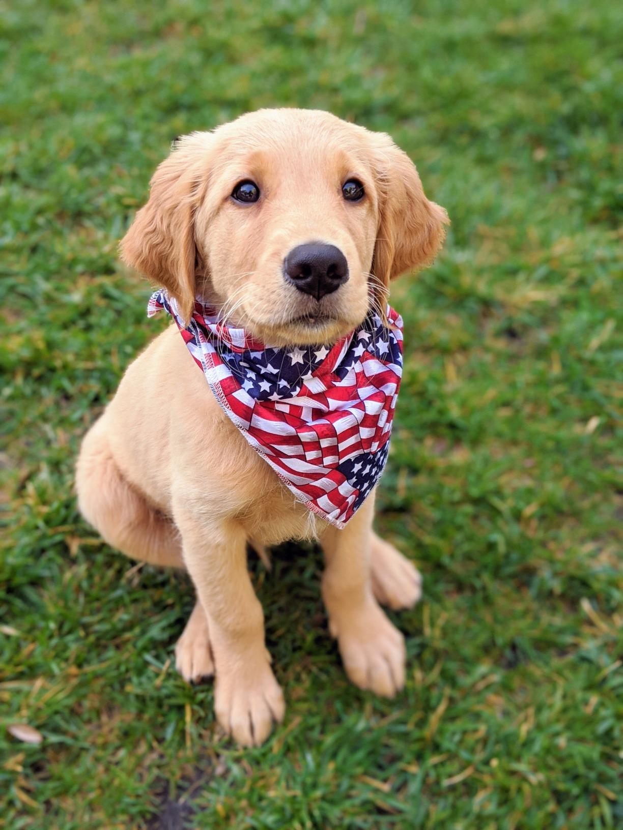 4th of July,American Flag Dog Bandana Handkerchief Scarf Triangle Bandana for Female Dog, 4th of July