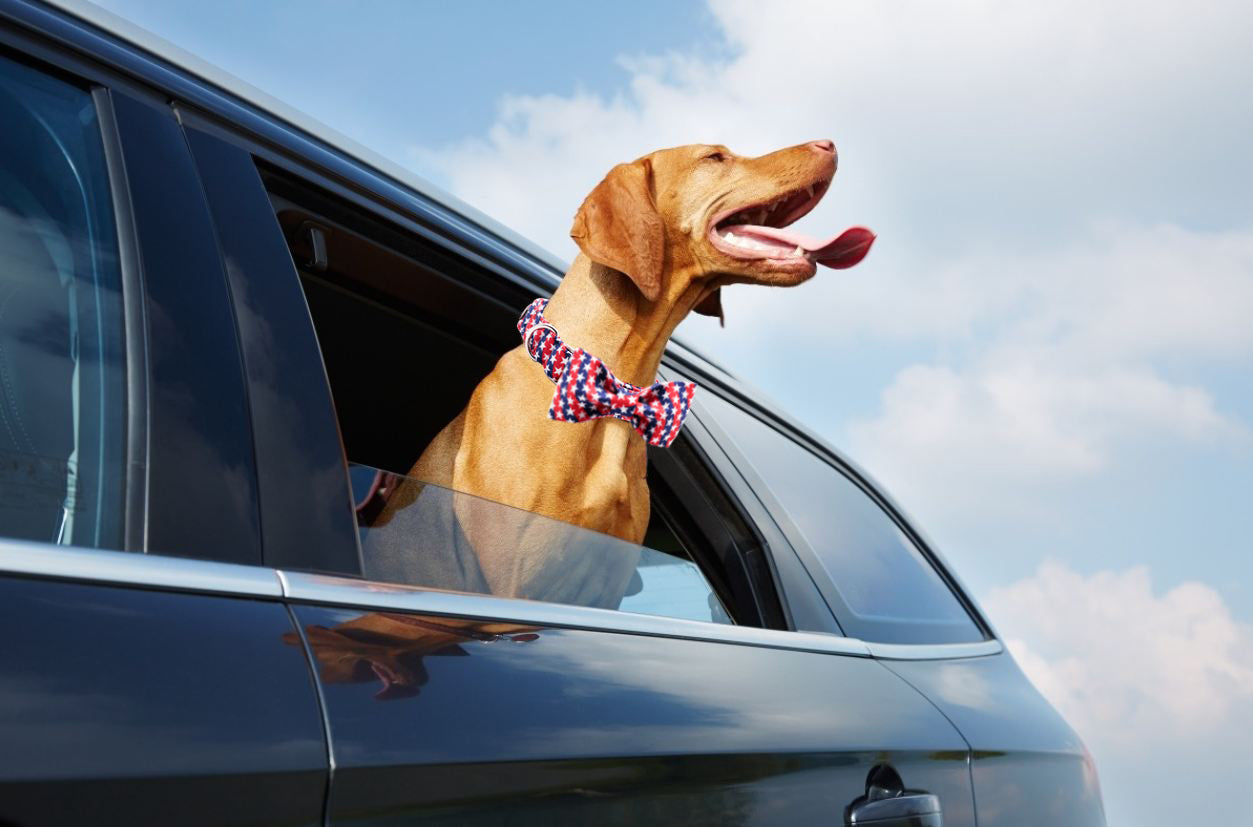 Patriotic Dog Collar with Bowtie, 4th of July