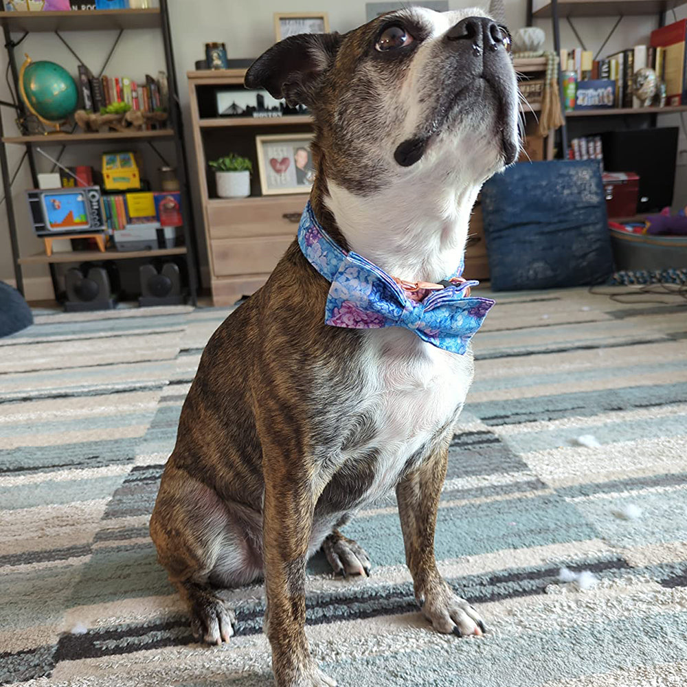 Bowtie Dog Collar with Metal Buckle for Girl or Boy