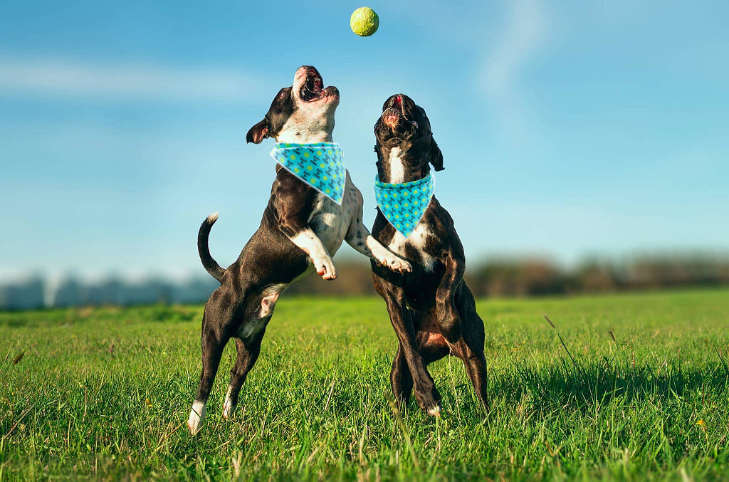 Dog Bandana for Small Medium Large Male Female Dogs Gift, Tennis Ball