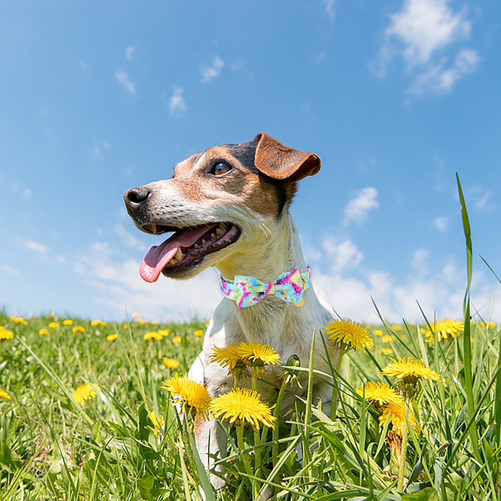 Tie-dye Dog Collar with Bowtie for Male Female Dogs