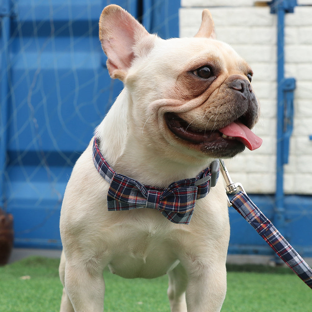 DarkBlue Bowtie Dog Collar with Plastic Buckle for Boy
