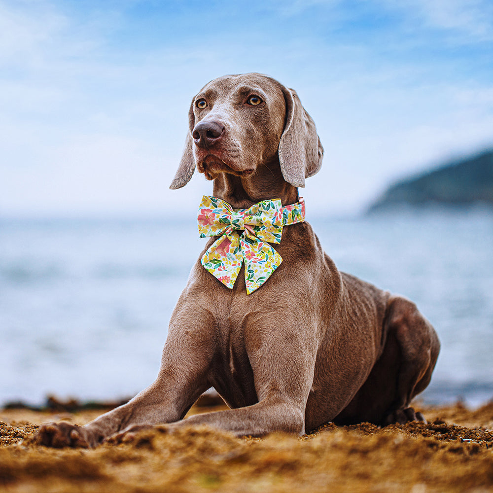 Spring Yellow Dog Collar with Sailor Bow for Girl